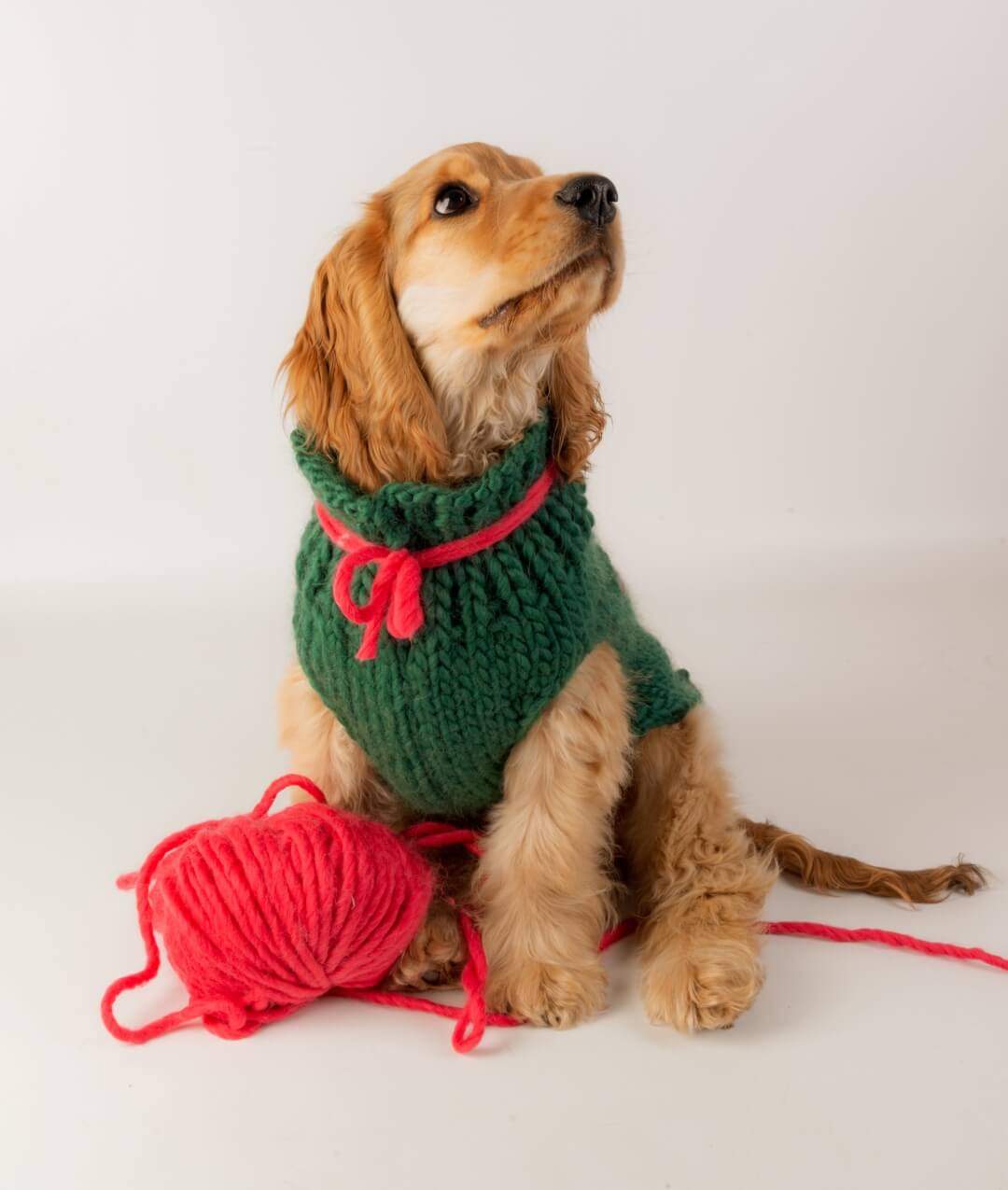 BRUNO DOG COAT - SCHEMA GRATUITO