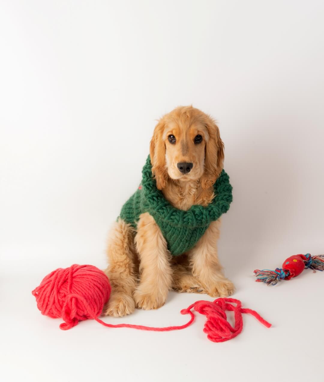BRUNO DOG COAT - SCHEMA GRATUITO