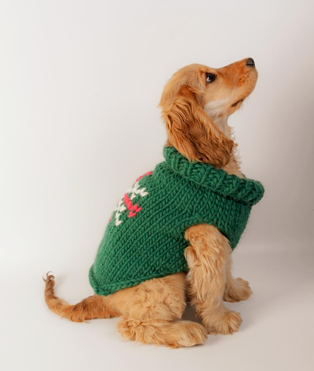 BRUNO DOG COAT - SCHEMA GRATUITO